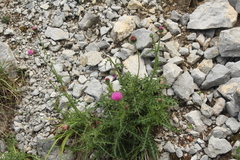 Carduus defloratus carlinifolius