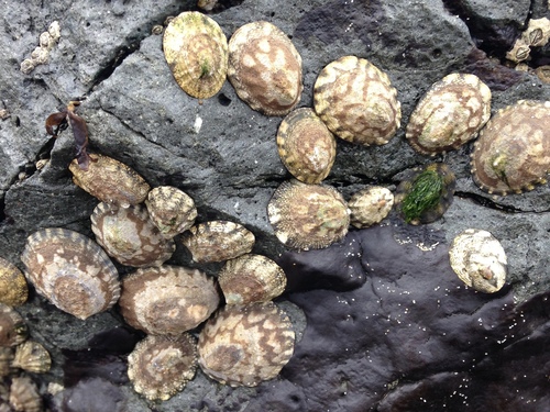 Fingered Limpet