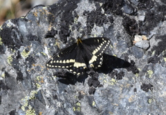 Papilio indra