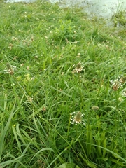 Plantago lanceolata