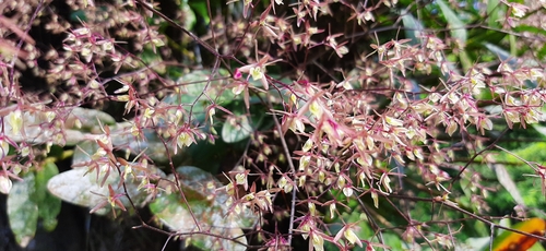 Epidendrum diffusum observed 2020-07-29