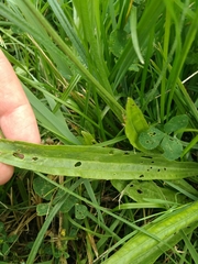 Plantago lanceolata