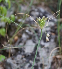 Allium paniculatum