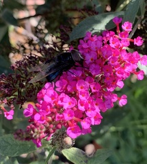 Copestylum violaceum
