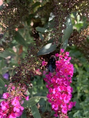 Copestylum violaceum