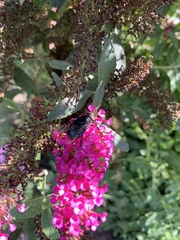 Copestylum violaceum