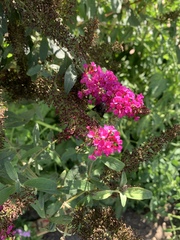 Copestylum violaceum