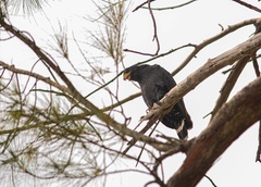 Buteogallus anthracinus