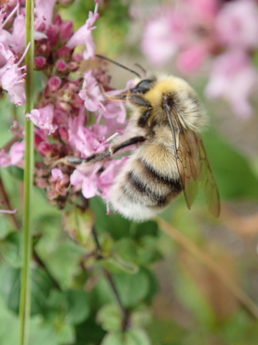White-tailed Bumble Bee