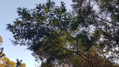 Acacia filicifolia