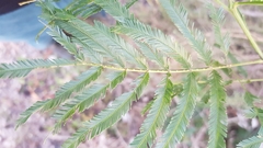 Acacia filicifolia