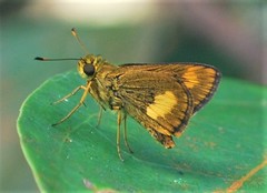 Oriens paragola