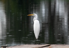 Ardea alba