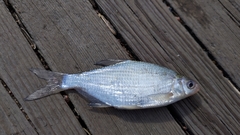 Blicca bjoerkna