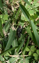 Tachinidae