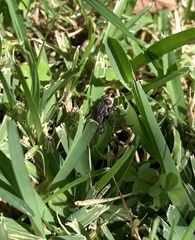 Tachinidae