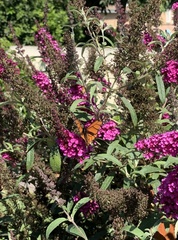 Danaus plexippus