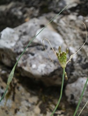 Allium paniculatum