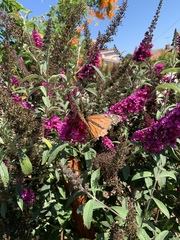 Danaus plexippus
