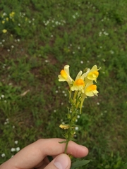 Linaria vulgaris