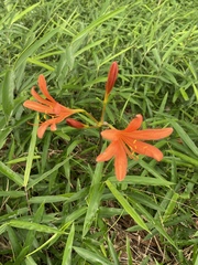 Lycoris sanguinea