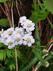 Achillea alpina camtschatica