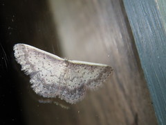 Idaea nephelota