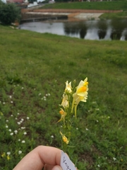 Linaria vulgaris