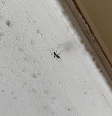 Aedes aegypti