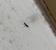 Aedes aegypti
