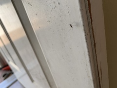 Aedes aegypti
