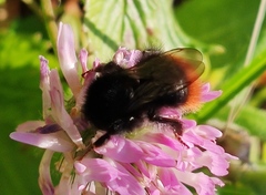 Bombus wurflenii