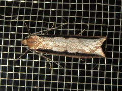 Leptocroca sanguinolenta