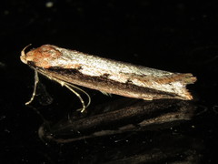 Leptocroca sanguinolenta