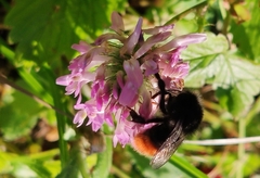 Bombus wurflenii