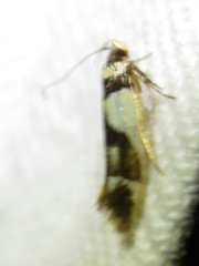 Macrobathra chrysotoxa