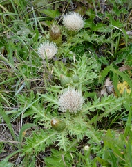 Cirsium quercetorum