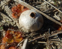 Lycoperdon scabrum