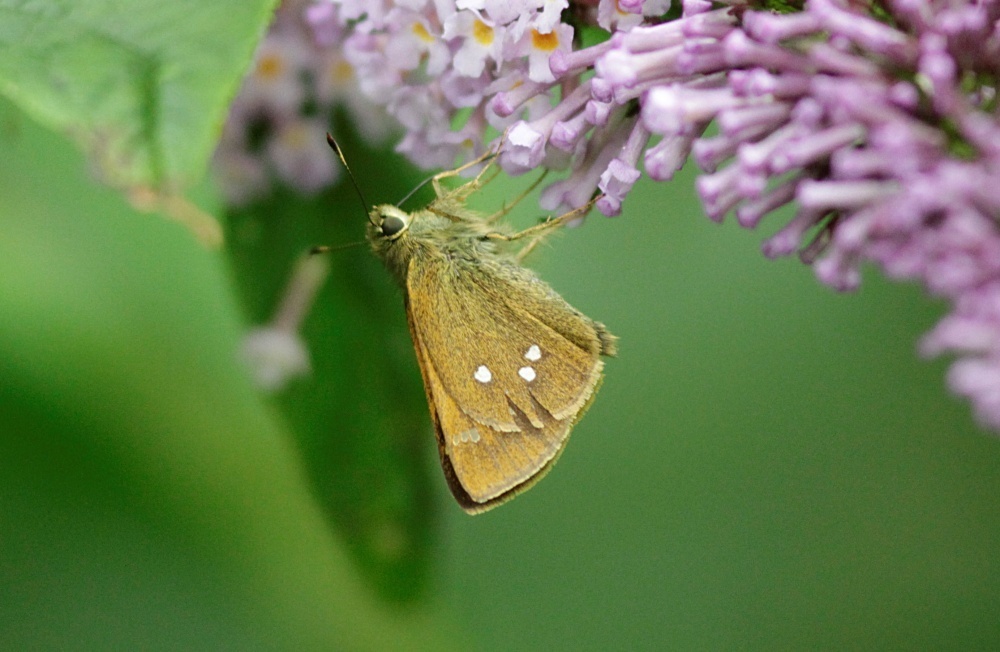Ochlodes crataeis