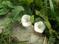 Convolvulus arvensis