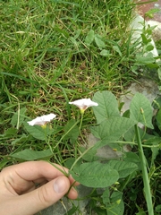 Convolvulus arvensis