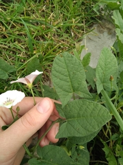 Convolvulus arvensis