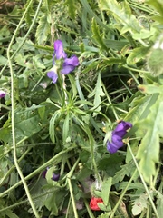 Viola tricolor tricolor