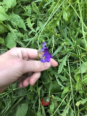 Viola tricolor tricolor