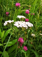Achillea alpina camtschatica