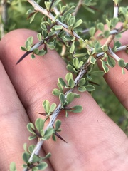 Condalia spathulata