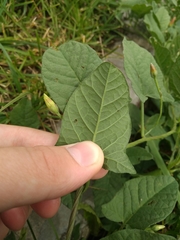 Convolvulus arvensis