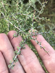Condalia spathulata