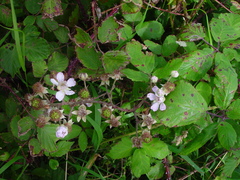 Rubus rubritinctus
