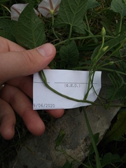 Convolvulus arvensis